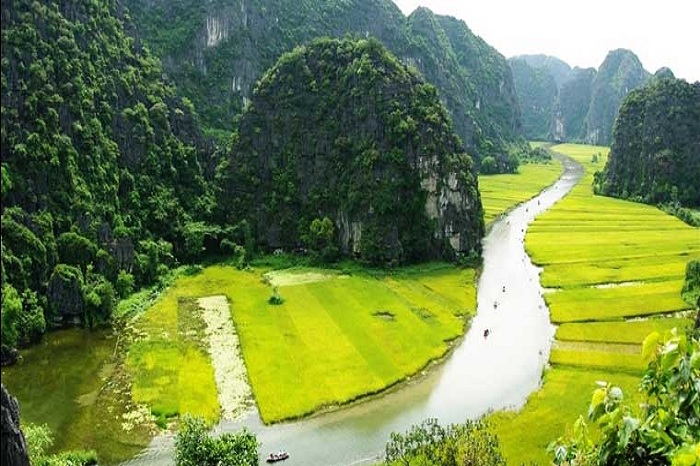The exhilarating beauty of the golden harvest at Tam Coc